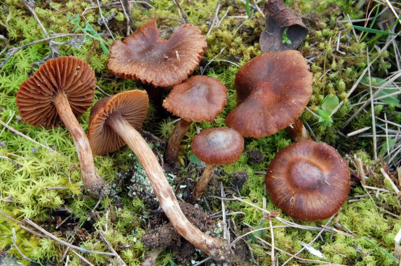 Cortinarius 2 da determinare (cfr. Cortinarius scobinaceus)